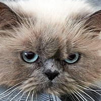 Cat Face